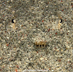 Just a boring patch of sand? Or a perfectly camouflaged p... by Michael Gallagher 